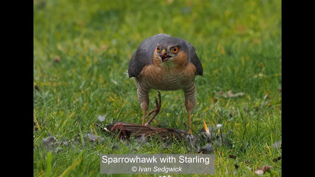 18_Sparrowhawk with Starling_Ivan Sedgwick